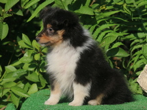 puppies