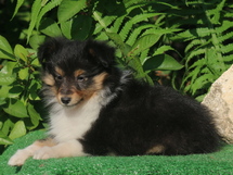 puppies