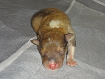 puppies