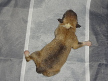 puppies