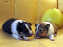 puppies