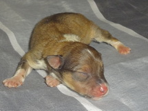 puppies