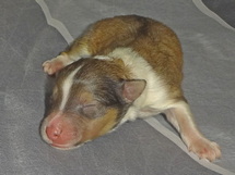 puppies