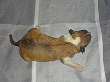 puppies