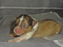 puppies