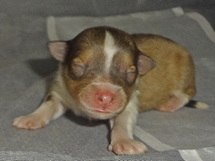 puppies