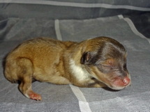 puppies