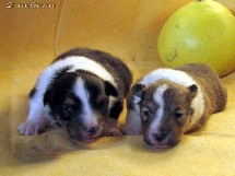 puppies