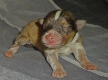 puppies