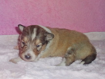 puppies