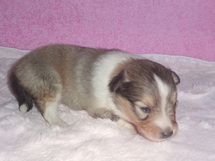 puppies