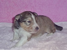 puppies