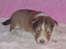 puppies