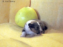 puppies