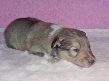 puppies