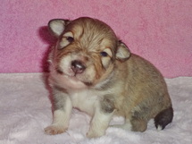 puppies