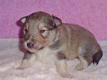 puppies
