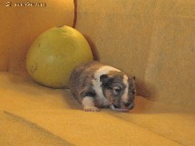 puppies