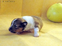 puppies