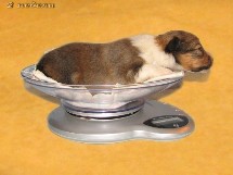 puppies