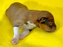 puppies