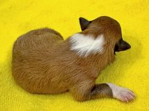 puppies