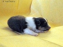 puppies