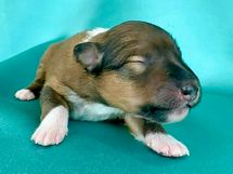 puppies
