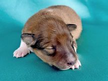 puppies