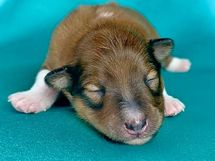 puppies