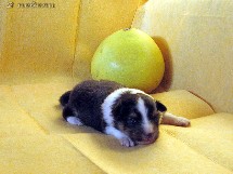 puppies