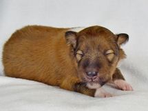 puppies