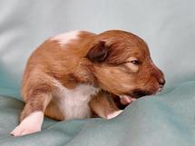 puppies