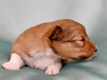 puppies
