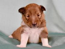 puppies