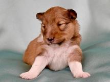 puppies