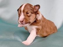 puppies