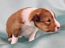 puppies