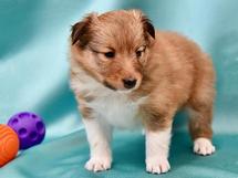 puppies