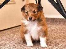 puppies
