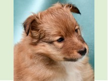 puppies