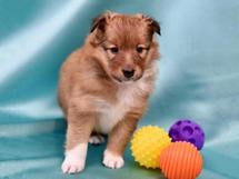 puppies