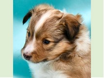 puppies