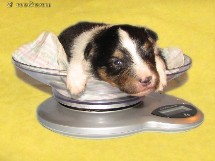 puppies