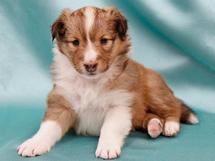 puppies