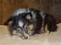 puppies
