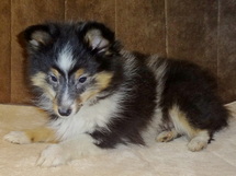 puppies