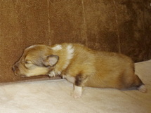puppies