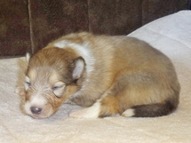 puppies