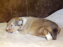 puppies
